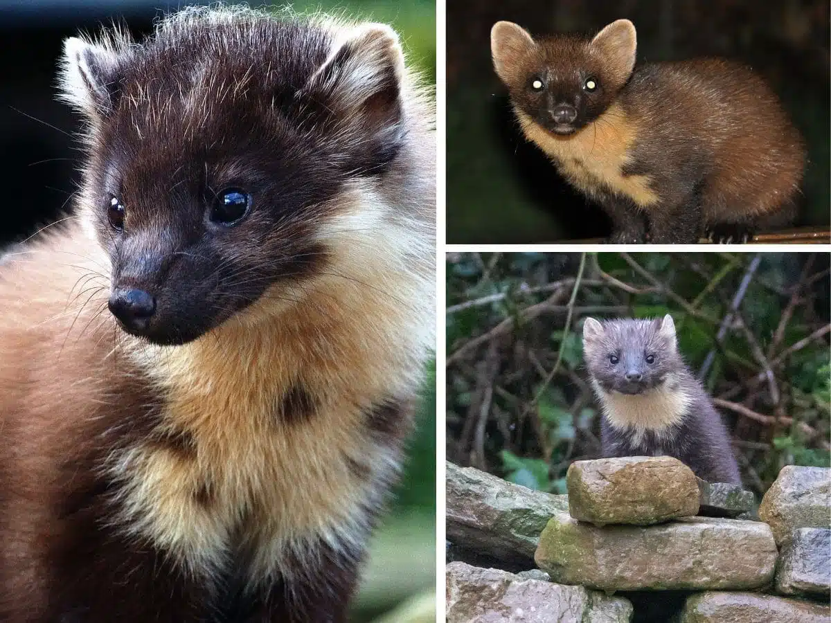 Pine Martens in Scotland