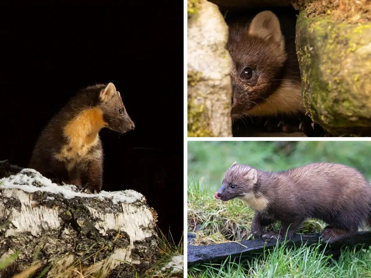 Pine Martens in Scotland