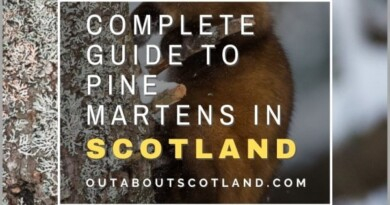 Pine Martens in Scotland