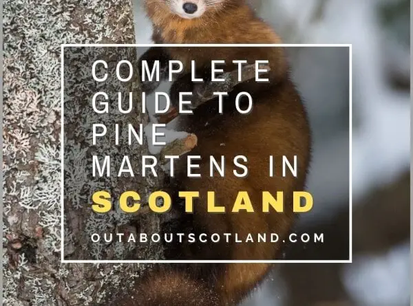 Pine Martens in Scotland