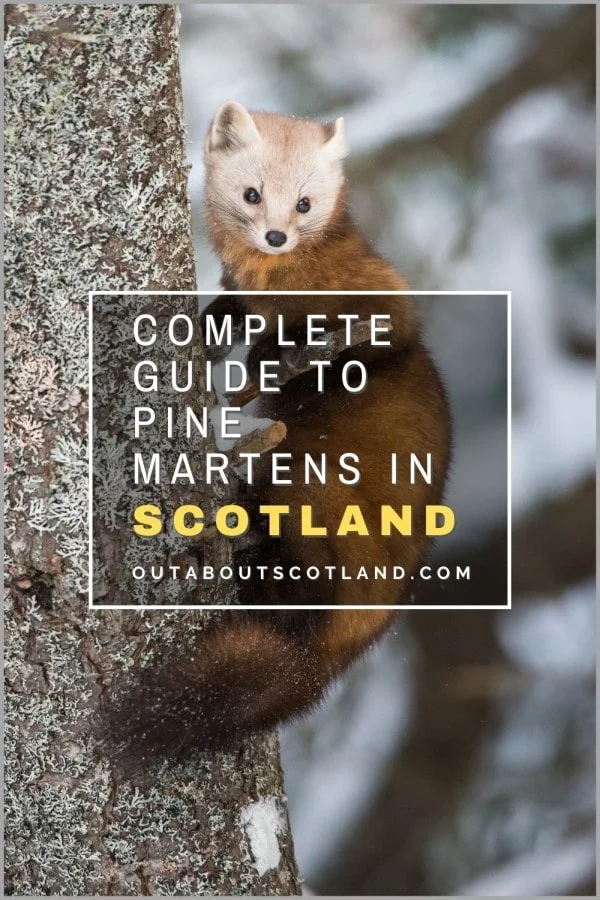 Pine Martens in Scotland: Discover Where and How to See Them